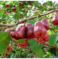 Malaysian Apple Red (Water Apple)